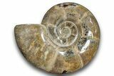 Polished Ammonite (Argonauticeras) Fossil - Madagascar #246201-1